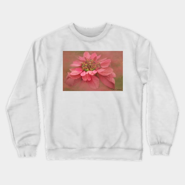 Rose Blush Poinsettias Digital Art Crewneck Sweatshirt by ButterflyInTheAttic